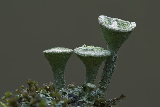 Trompetenflechte Cladonia fimbriata