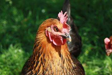 Huhn auf der Wiese