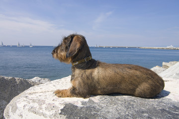 bassotto in relax al mare