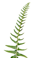 Fern Leaf Isolated Over White