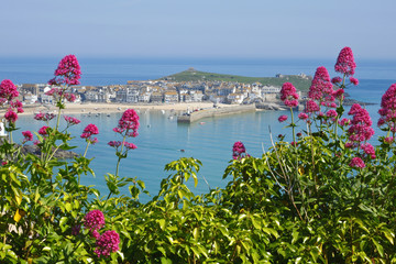 St. Ives wild red Valerian (Centranthus ruber), Cornwall UK.