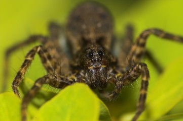 jumping spider (Salticidae)