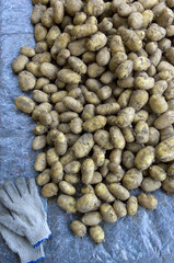 Kartoffeln