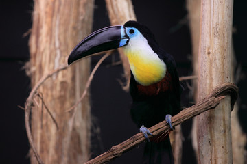 Fototapeta premium toucan bleu