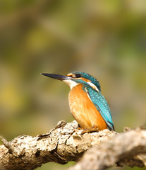 Halcyon on the branch.
