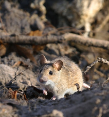 Big mouse on the earth.