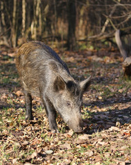 Wild boar at the forest.