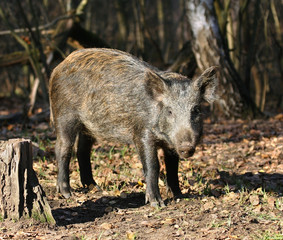 Wild boar at the forest.