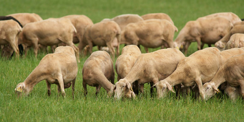 troupeau de moutons