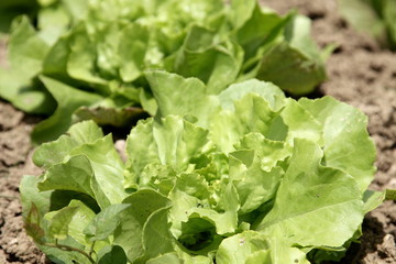 Salat - Salatkopf im Beet