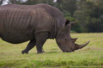 Fototapeta premium A rhino grazing