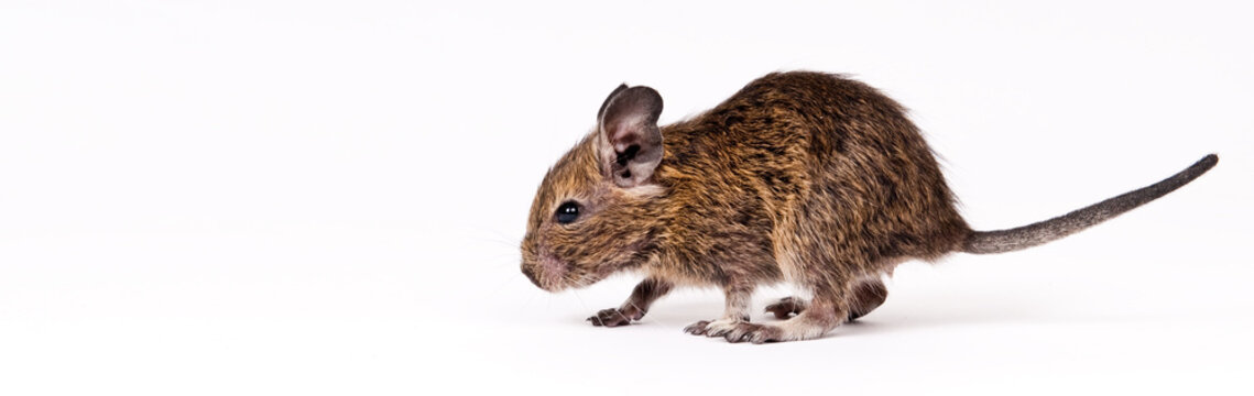 degu