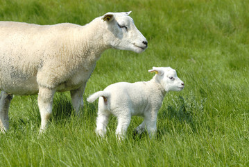 Two lambs