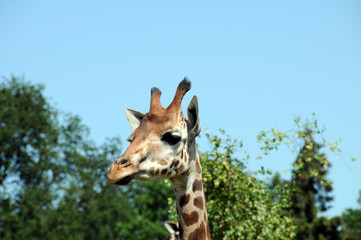 Giraffe