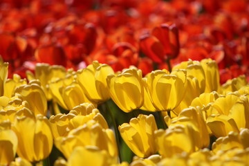 Bed of Tulips
