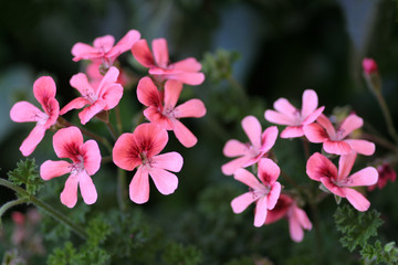 Obraz premium Geranie