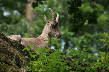 Ein Steinbock