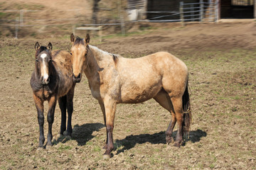 Fototapeta premium Pferde auf der Koppel