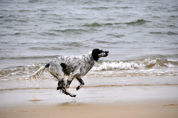 chien