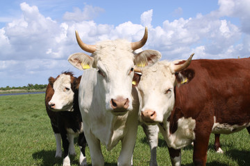 Brown and white cows posing for the camera