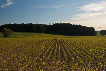 Maisfeldreihen