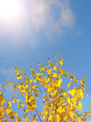 Yellow autumnal birch foliage