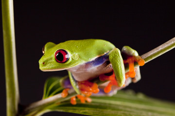 Colorful frog