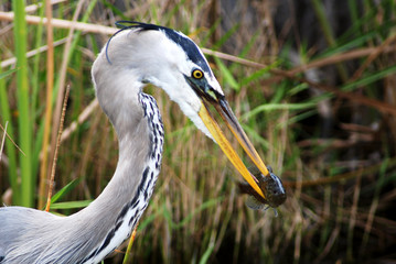 Blue Heron