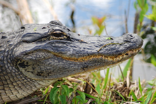 testa caimano di Miami