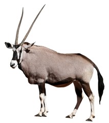 Gemsbok Antelope