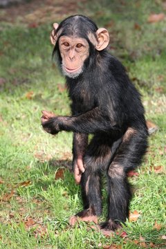 Funny Baby Chimp