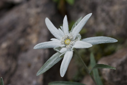 Edelweis