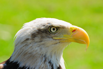 Aguila de cabeza blanca