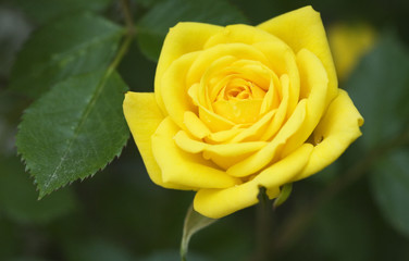 Rose jaune
