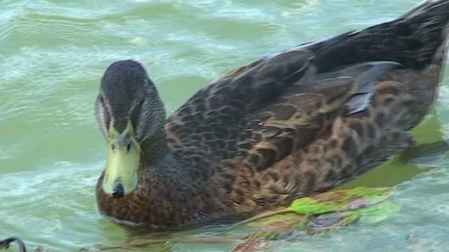 Canard COLVERT