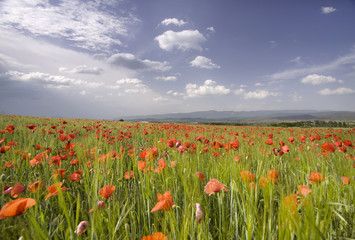 Campo de amapolas