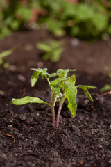 new tomato sprout in soil with water drops gardening