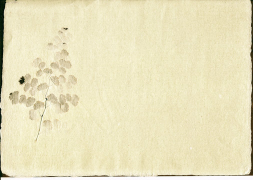 Papier parchemin &agrave; feuillage.