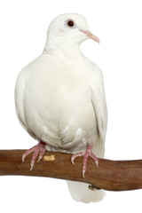 Dove, white, isolated on white