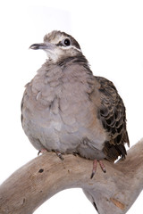 Dove, Bronze Winged, isolated on white