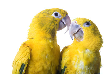 Conure, Queen Bovaria, isolated on white