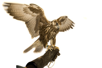 Falcon, Saker, isolated on white