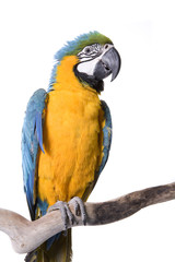 Macaw, Blue and Gold, isolated on white