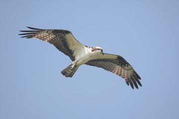 Osprey (pandion haliaetus)