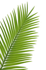 feuille de palmier-sagoutier