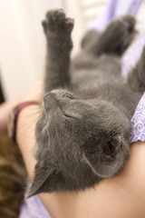 Kitten asleep in arms of owner
