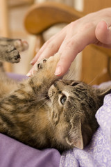 Naklejka premium Tabby at Play