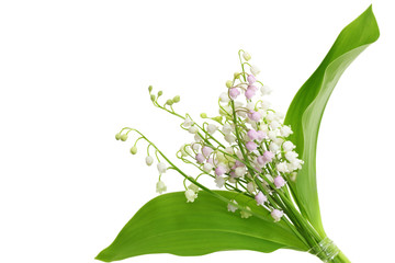 Lily of the Valley