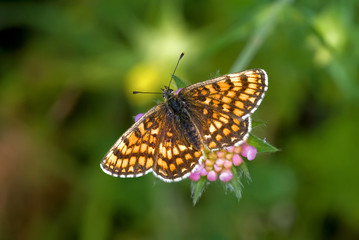 Melitaea athalia