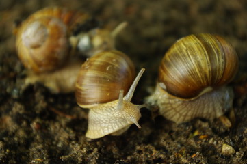 ślimaki trzy © Lukas Juszczak